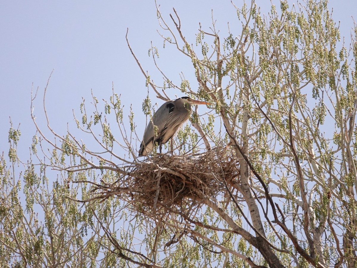 Great Blue Heron (Great Blue) - Mike Woodall