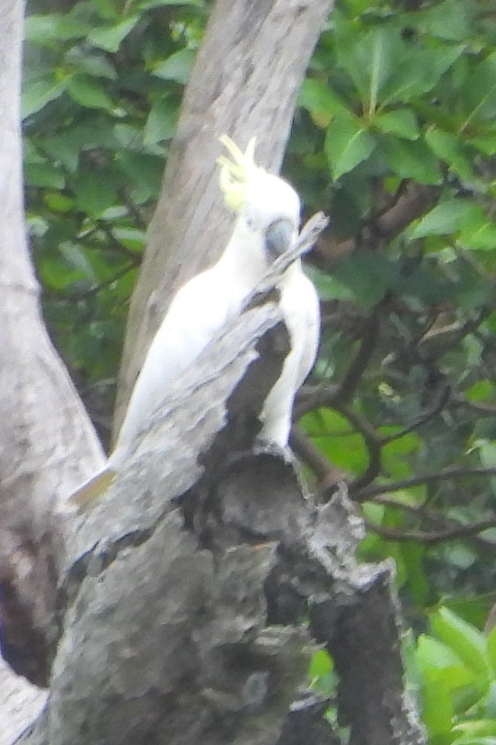 Sulphur-crested Cockatoo - ML616045463