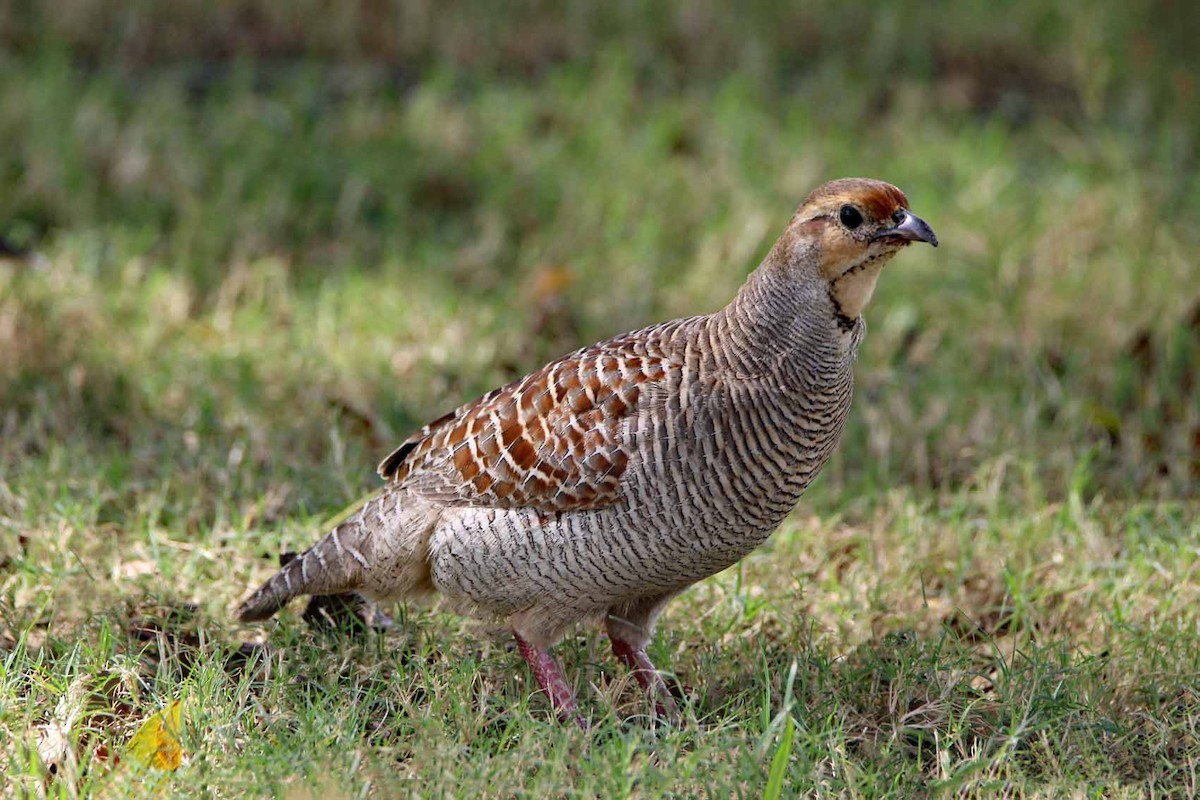 Gray Francolin - Arthur Krasniewicz