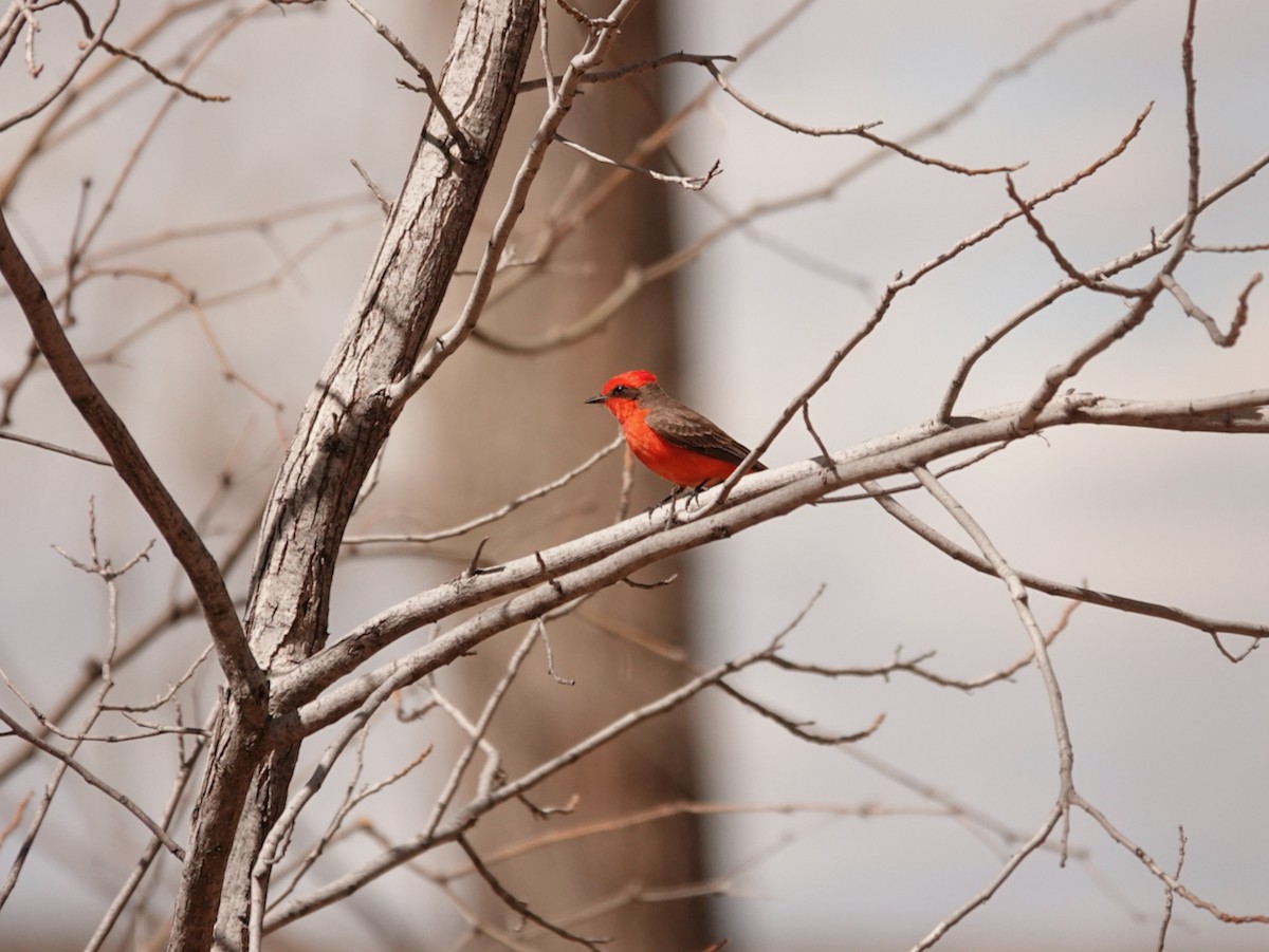 Vermilion Flycatcher (Northern) - ML616045496