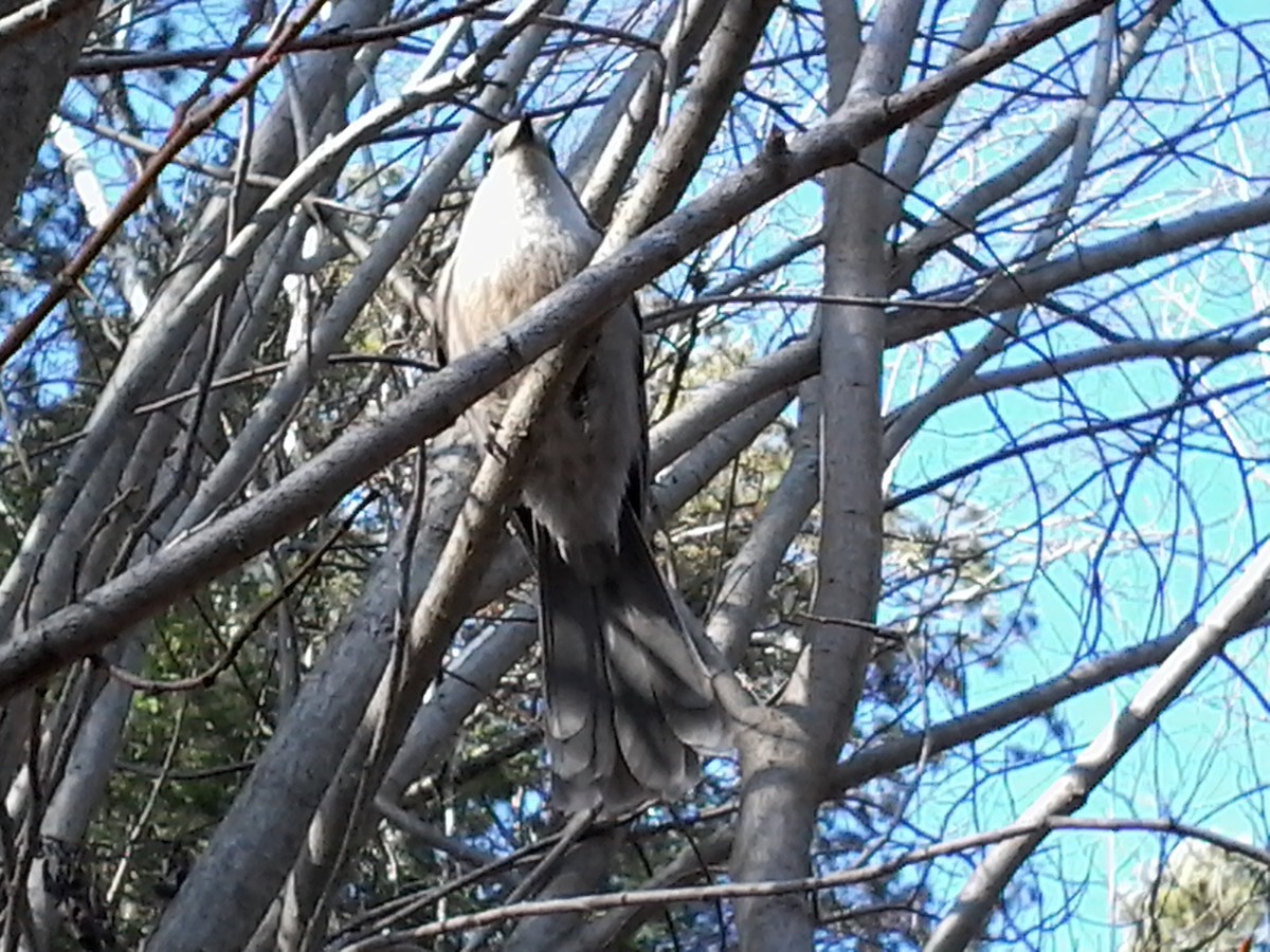 Canada Jay (Boreal) - ML616045513