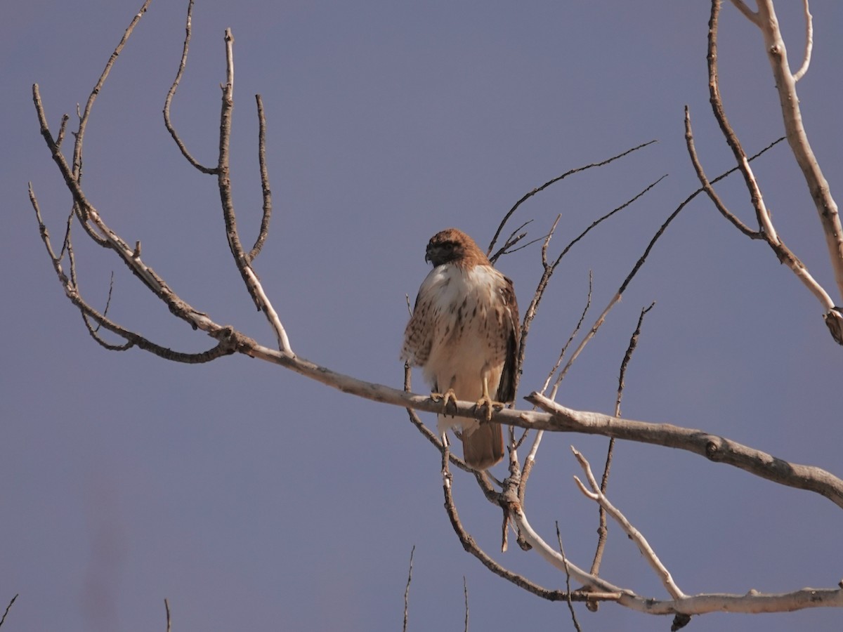 Red-tailed Hawk - Mike Woodall