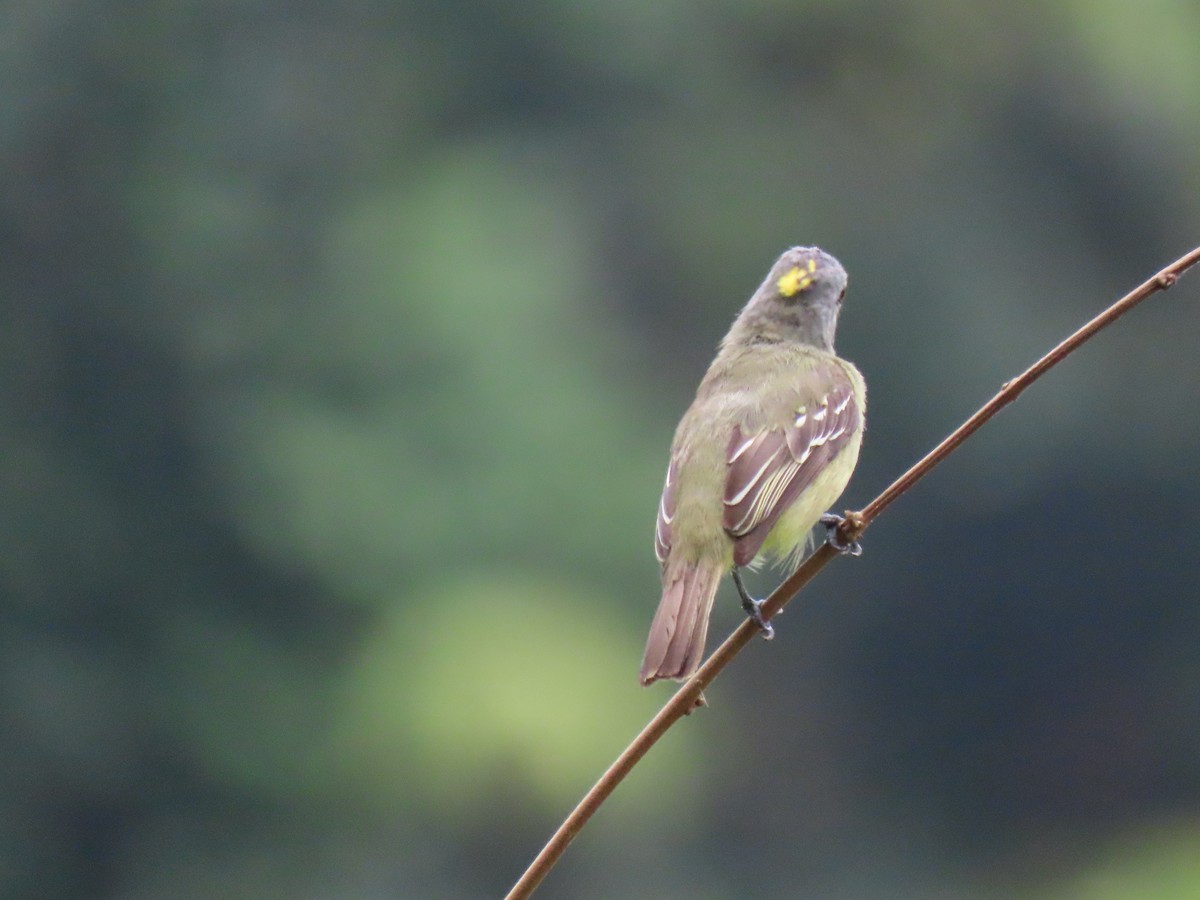 Yellow-crowned Tyrannulet - ML616045590