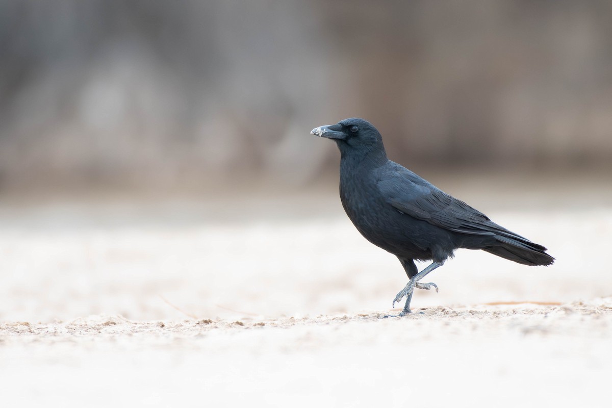 American Crow - ML616045591