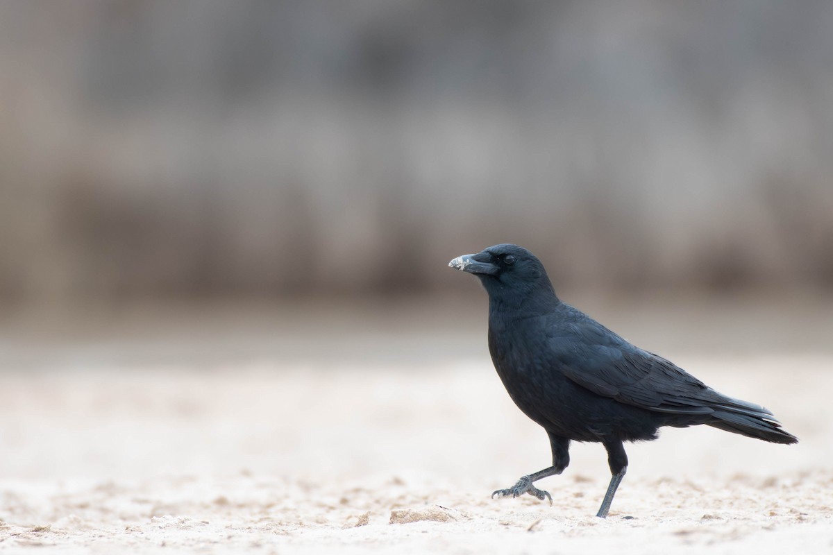 American Crow - ML616045592