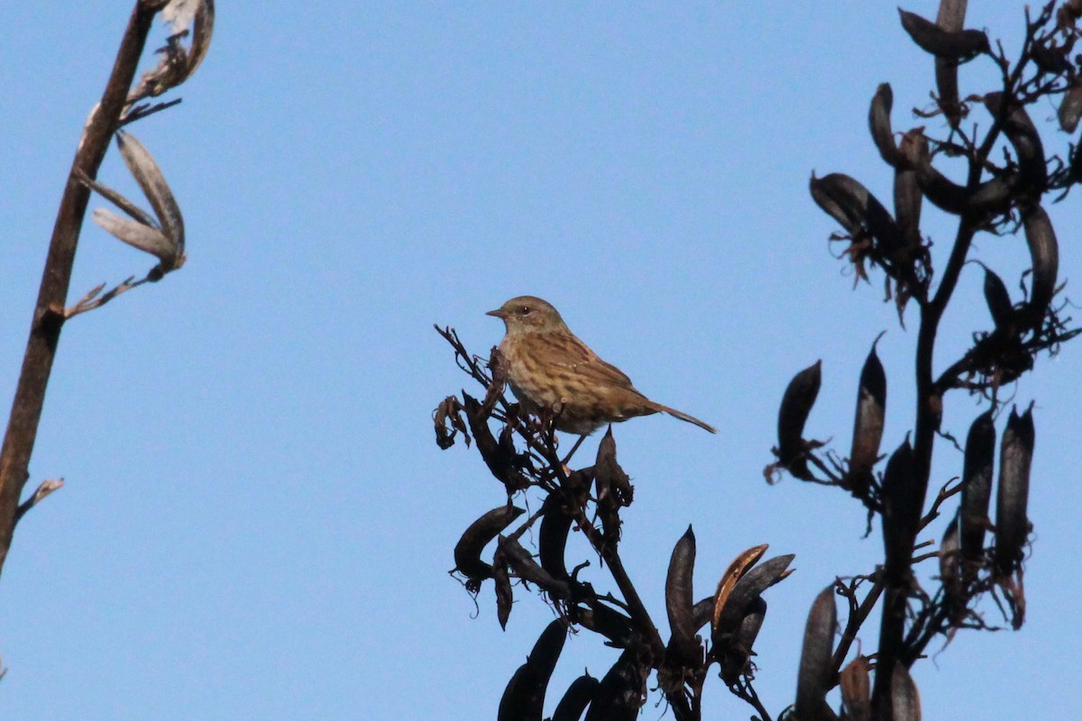 New Zealand Fernbird - ML616045593