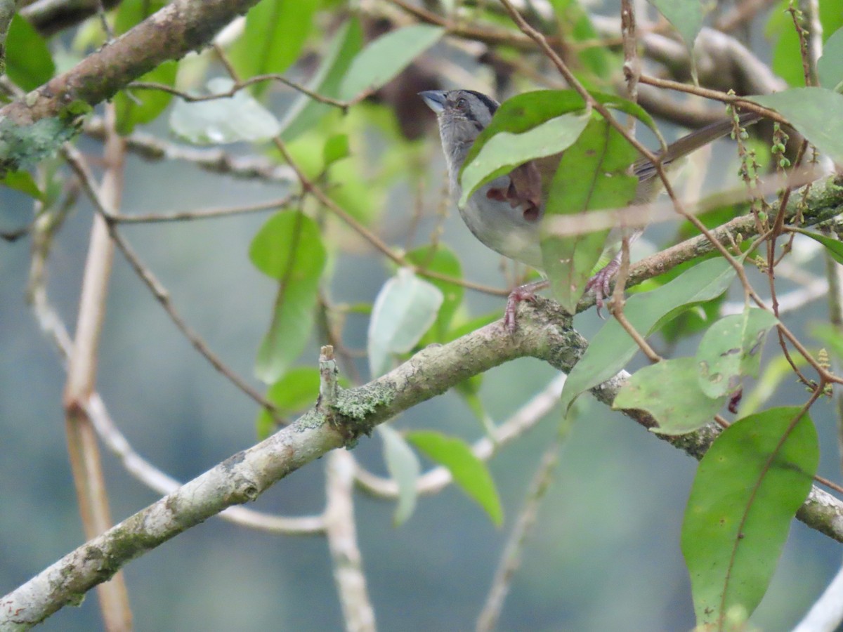 Black-striped Sparrow - ML616045600