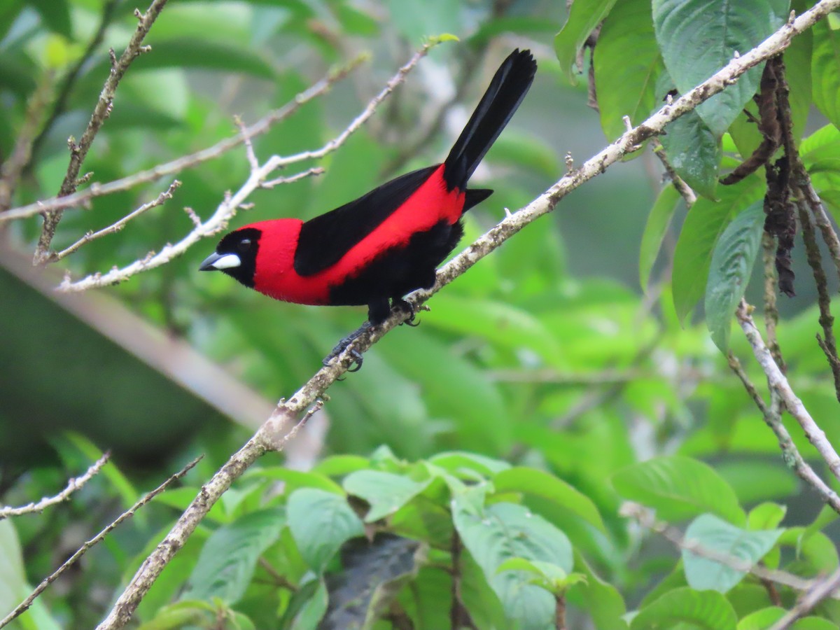 Masked Crimson Tanager - ML616045601