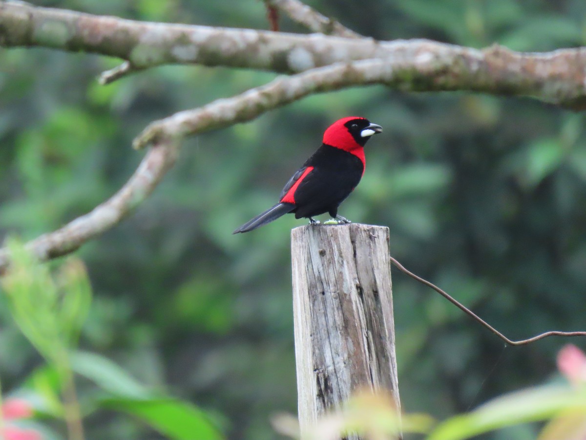 Masked Crimson Tanager - ML616045602