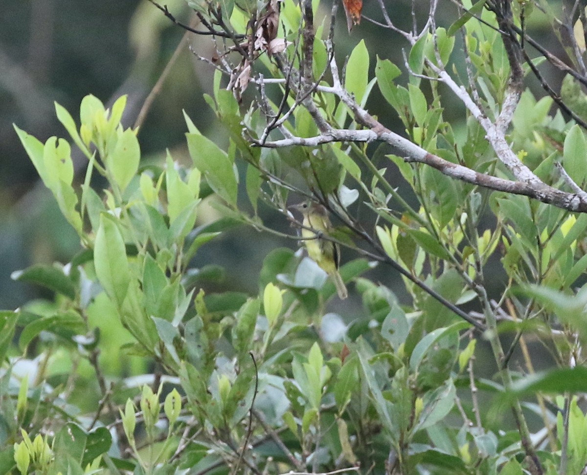Dusky-capped Greenlet - Andrew Vallely