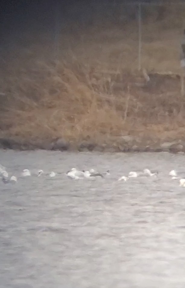 Lesser Black-backed Gull - ML616045618