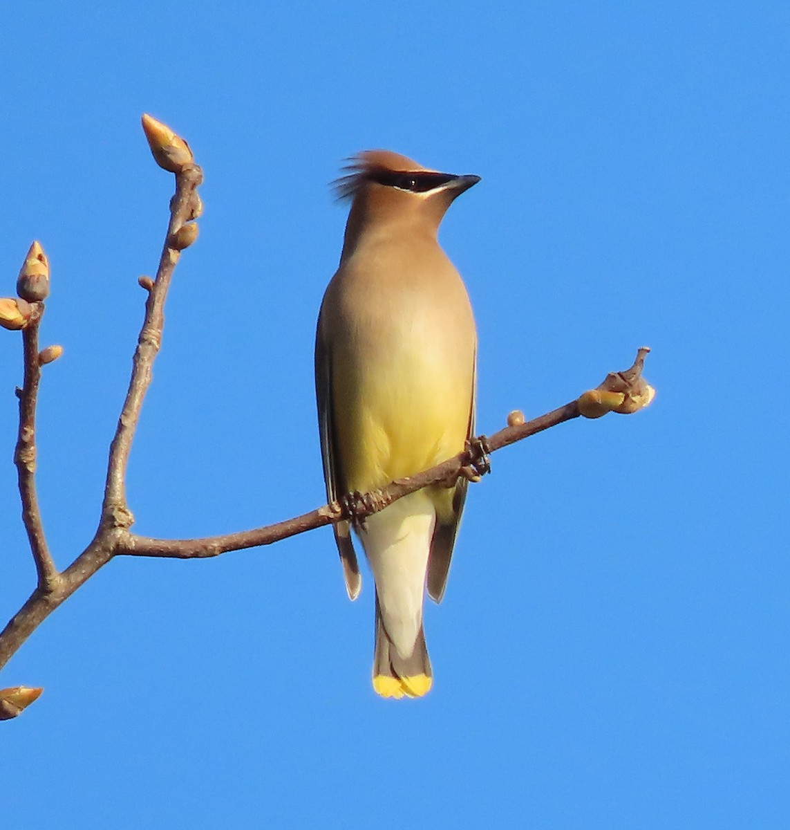 Cedar Waxwing - ML616045651