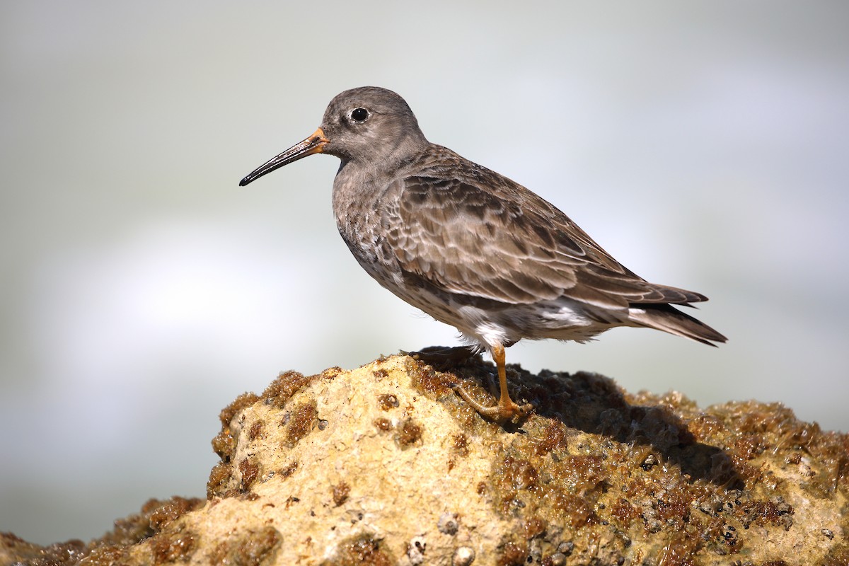 Purple Sandpiper - ML616045655