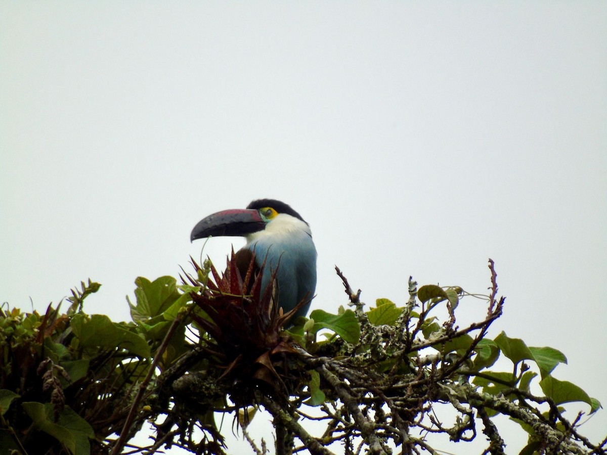 Black-billed Mountain-Toucan - ML616045693