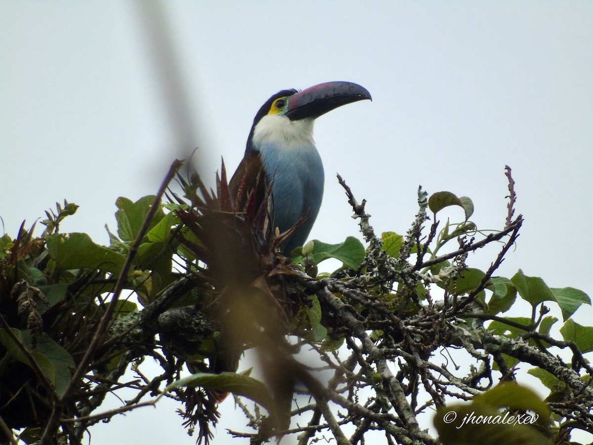 Black-billed Mountain-Toucan - ML616045695