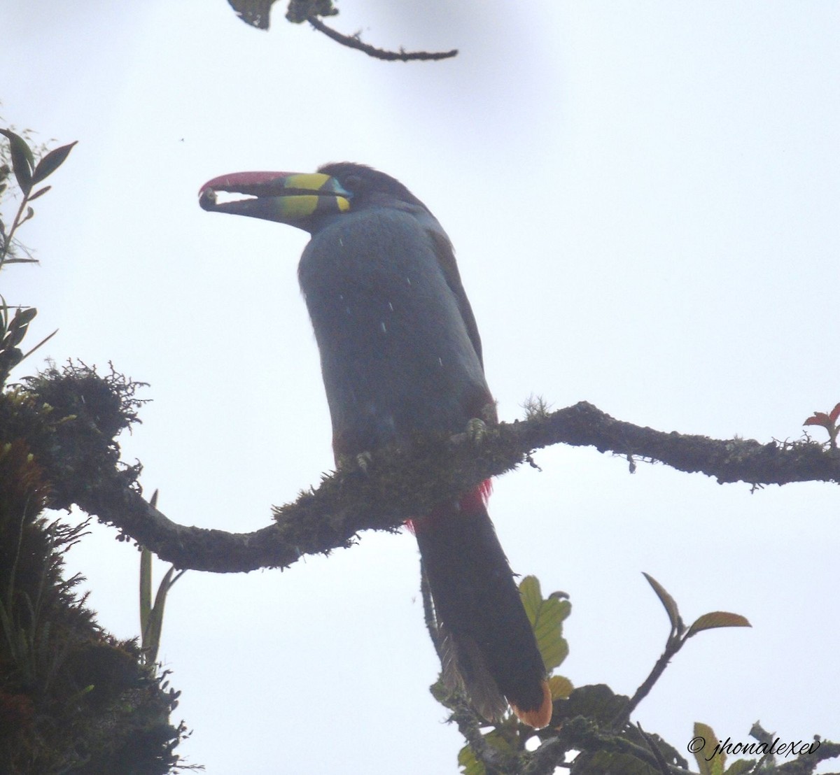 Gray-breasted Mountain-Toucan - ML616045698