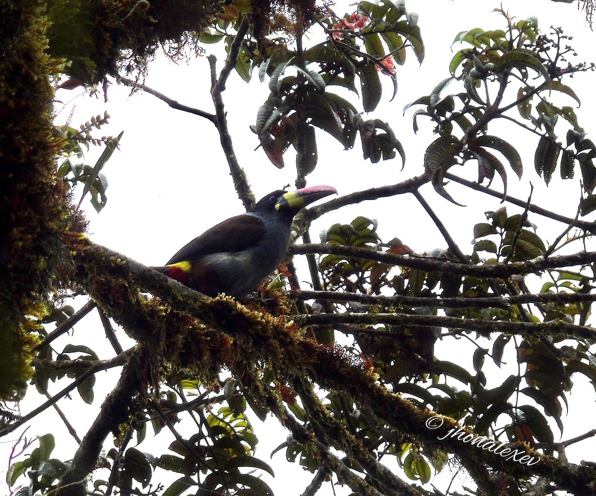 Gray-breasted Mountain-Toucan - ML616045699