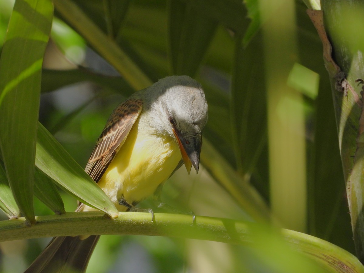 Tropical Kingbird - Maria Cohoon