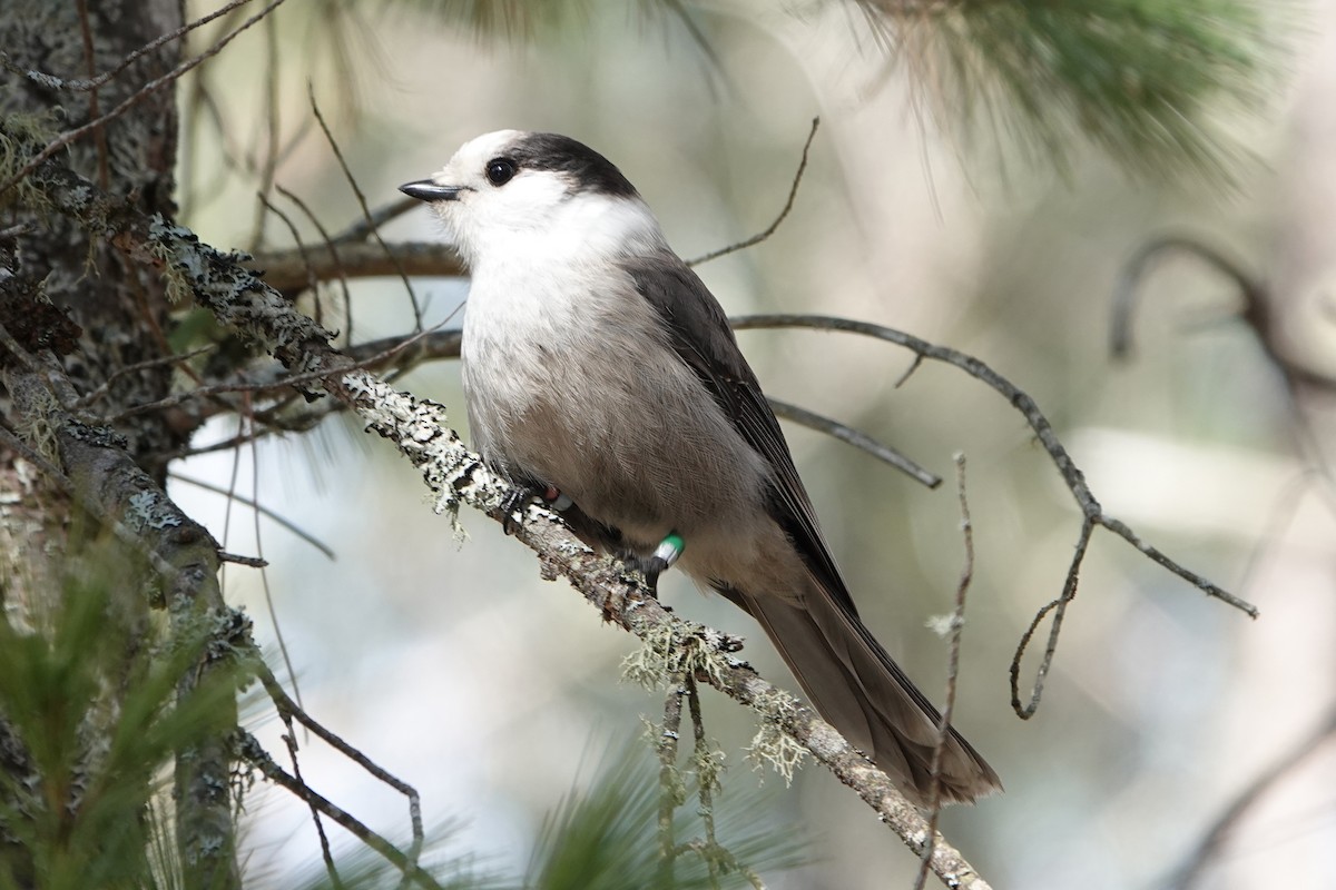 Canada Jay - ML616045782