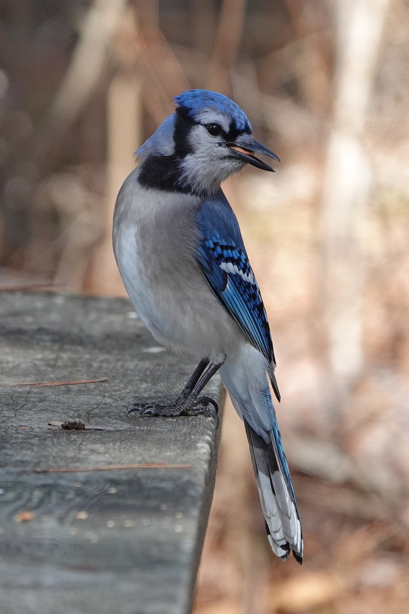 Blue Jay - ML616045801