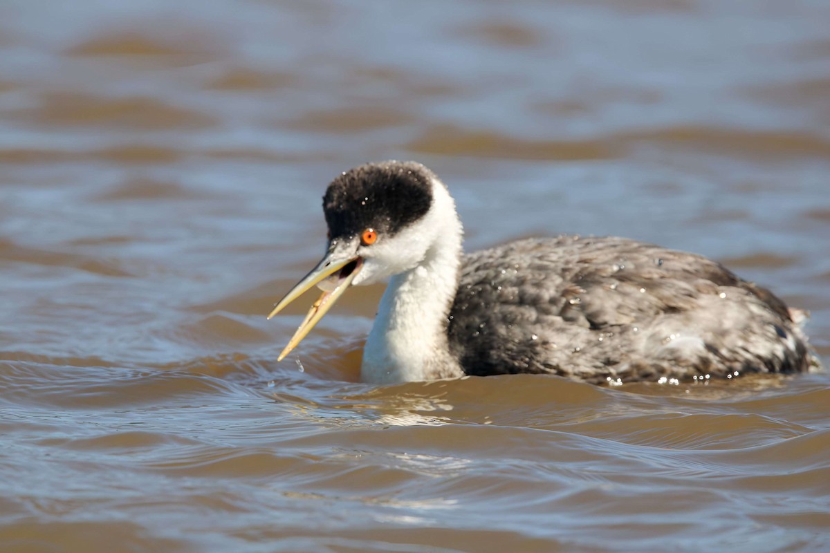 Western Grebe - ML616045806