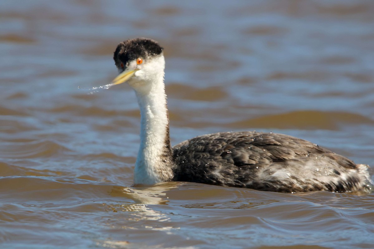 Western Grebe - ML616045807