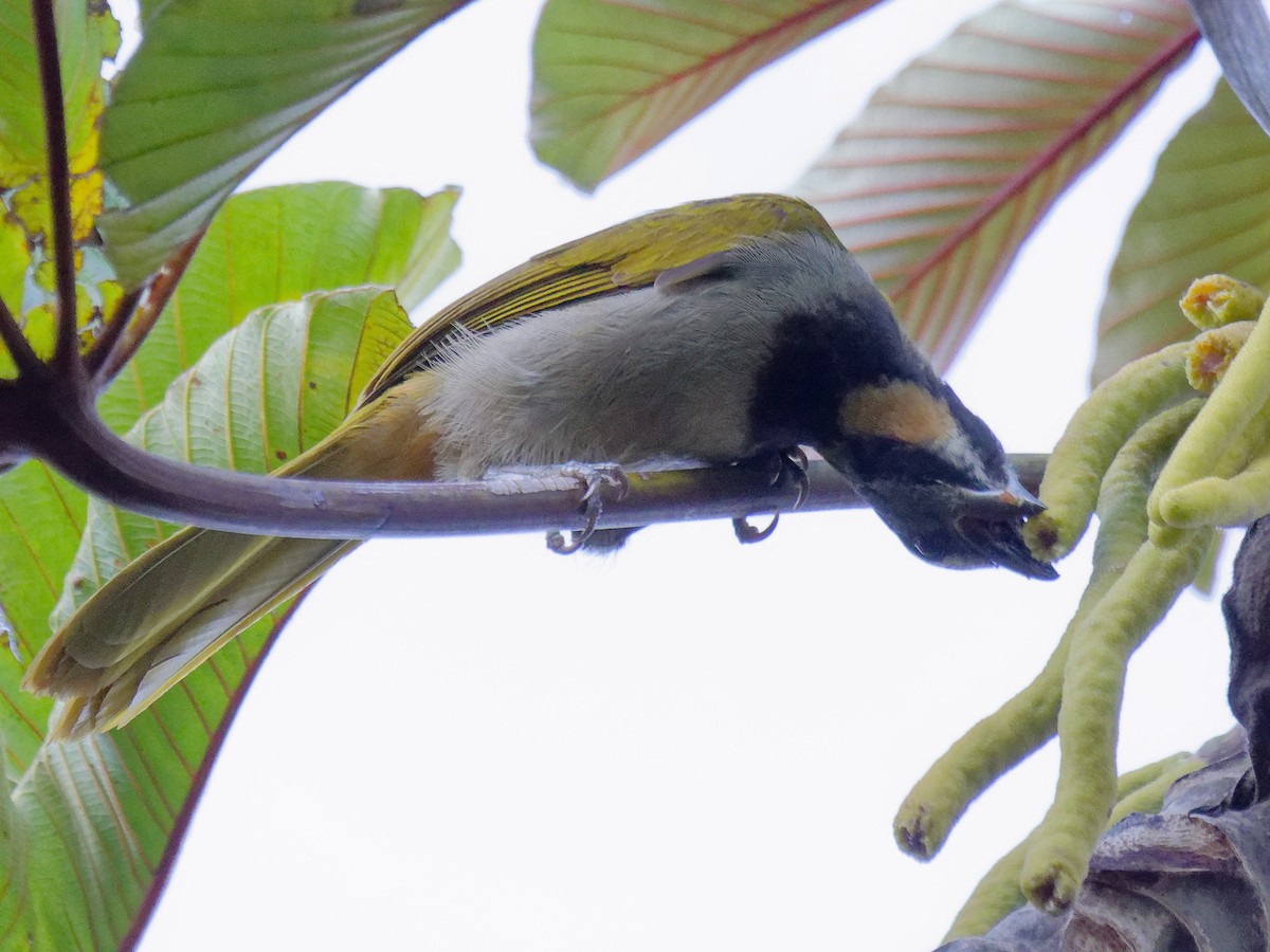 Buff-throated Saltator - ML616045835