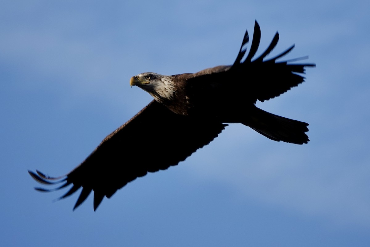 Bald Eagle - Jo Fasciolo