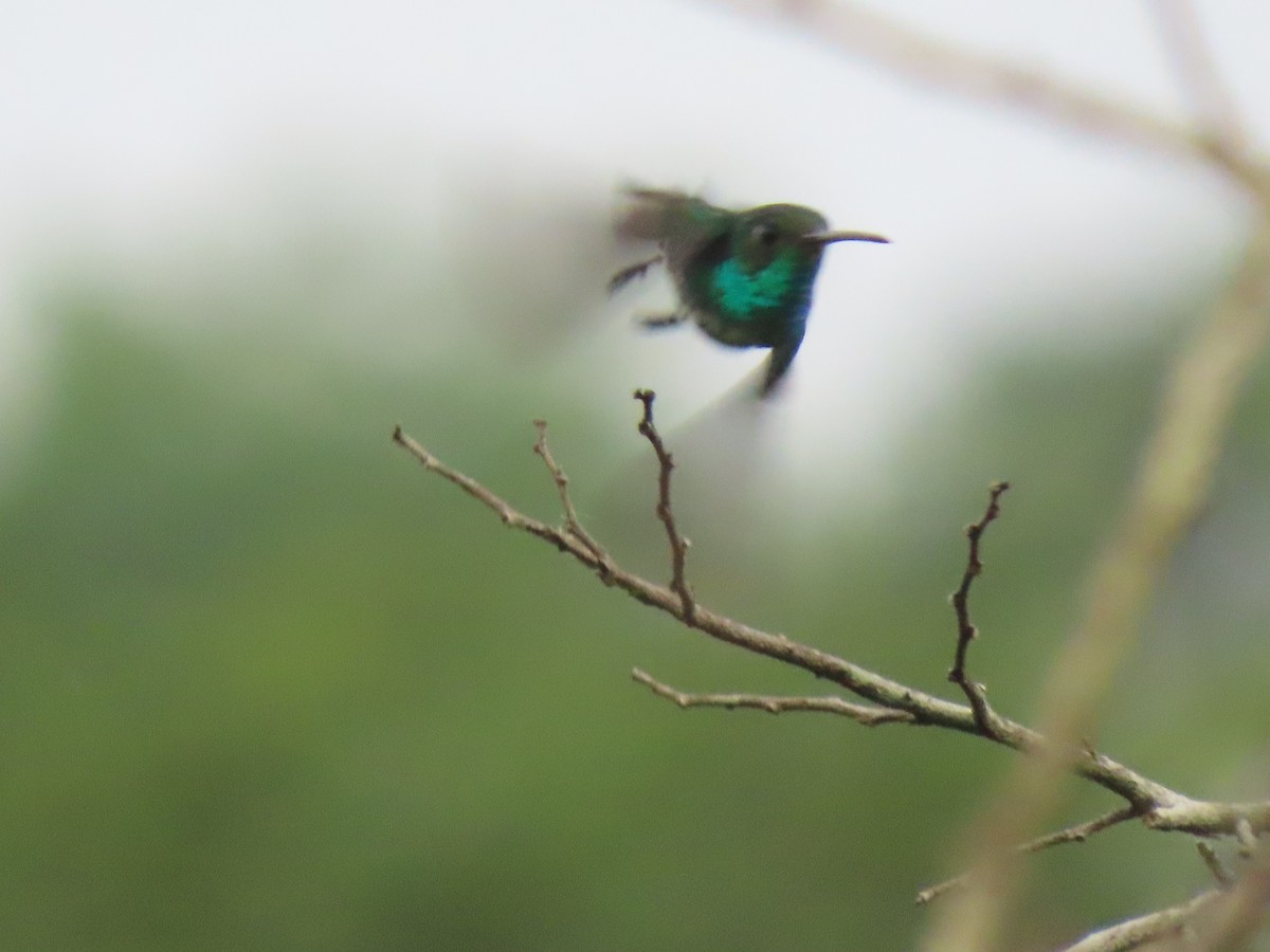 Glittering-throated Emerald - Jose Martinez De Valdenebro