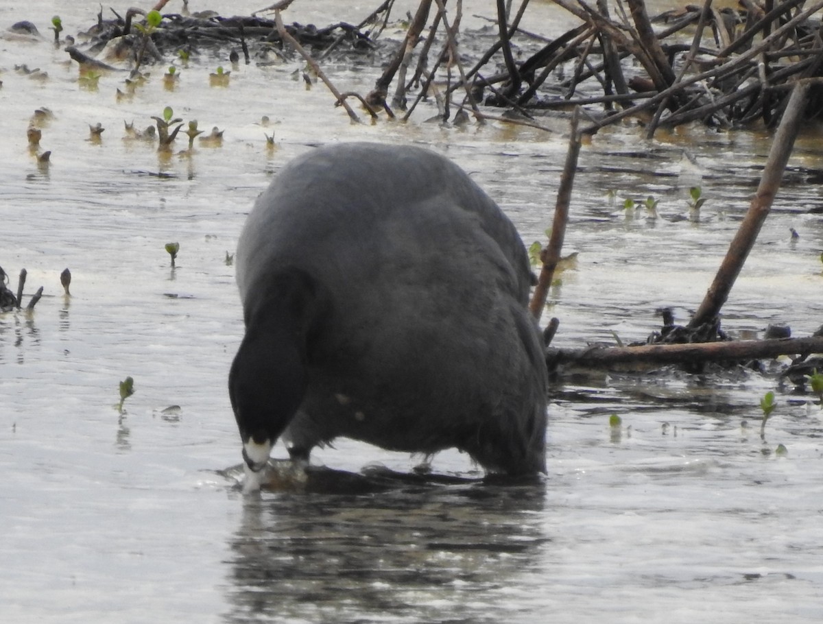 American Coot - ML616045913