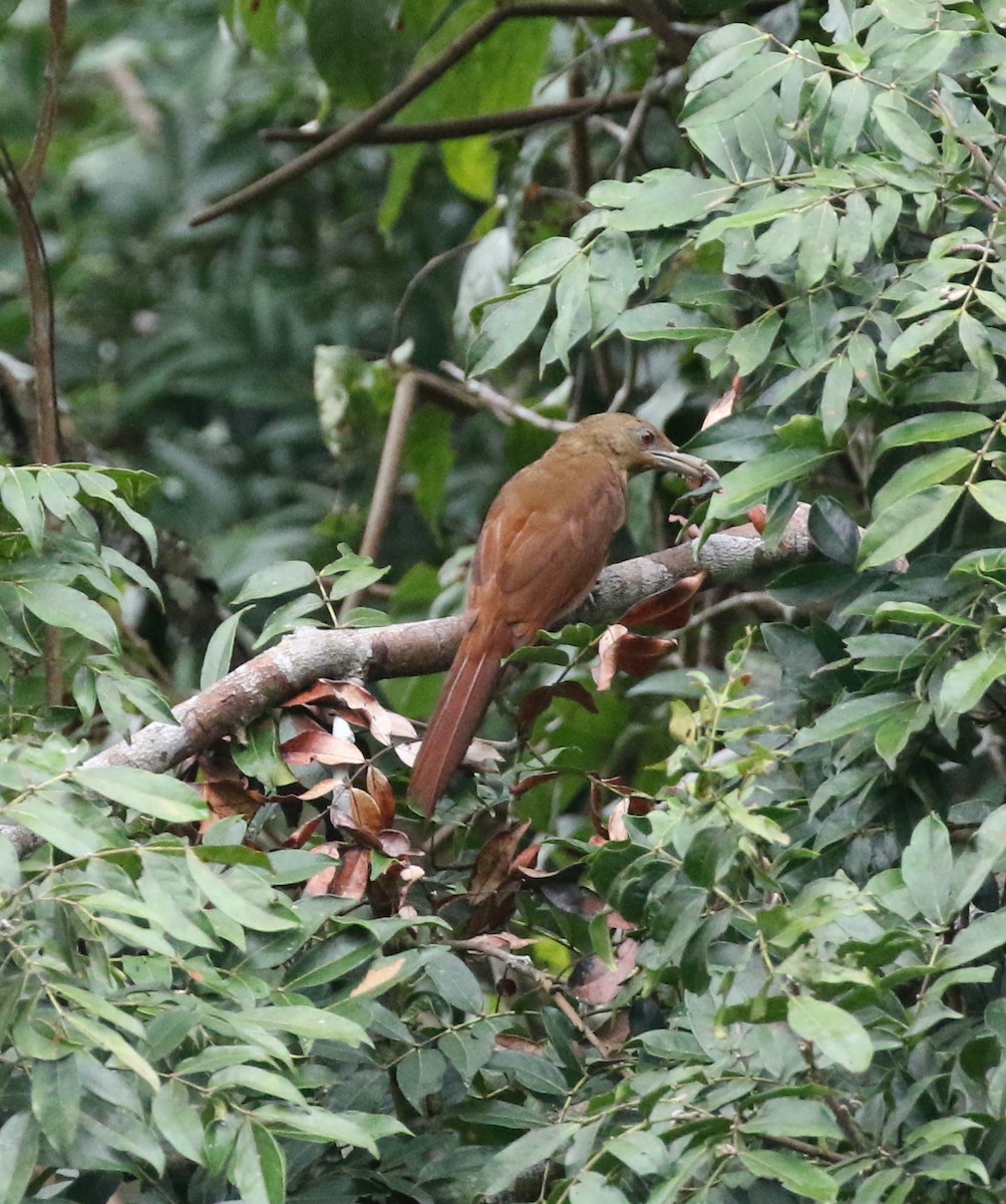 Cinnamon-throated Woodcreeper - Andrew Vallely