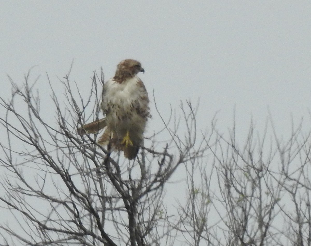 Red-tailed Hawk - ML616045931