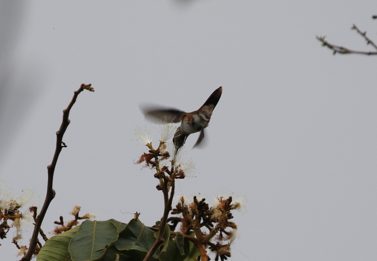 Colibrí Ardiente - ML616045947