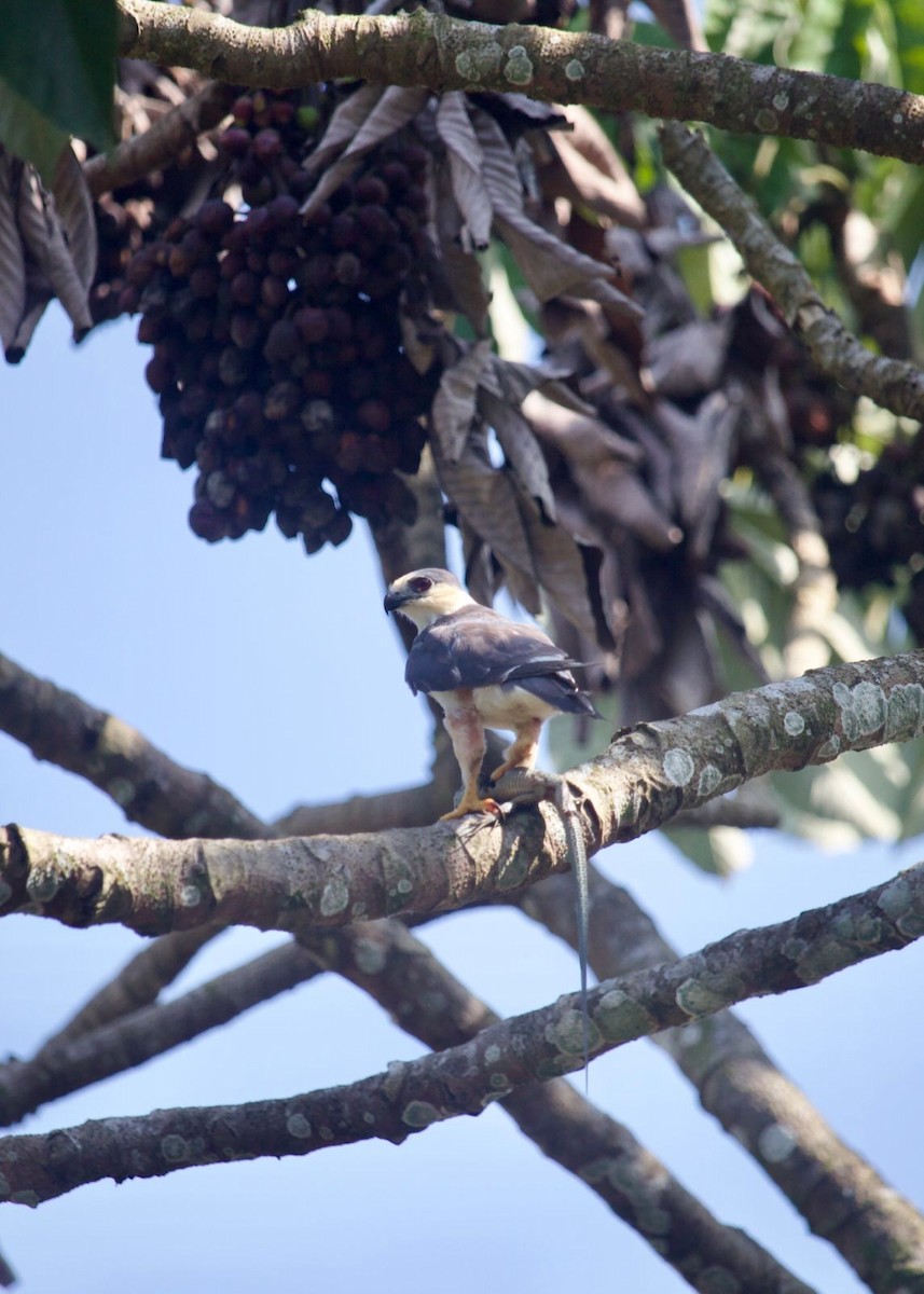 Pearl Kite - ML616045958