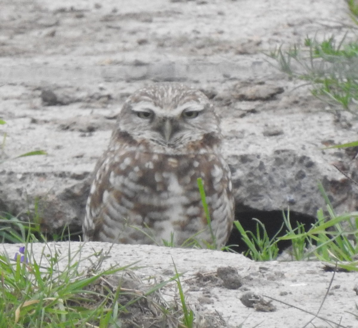 Burrowing Owl - ML616045966