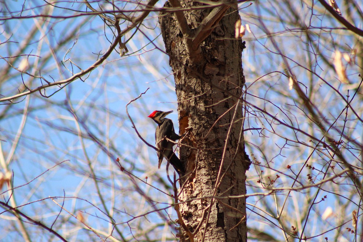 Pileated Woodpecker - ML616045990