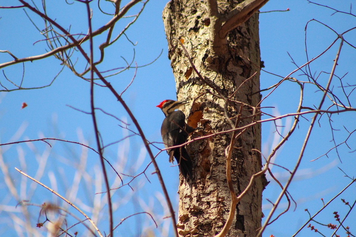 Pileated Woodpecker - ML616045994