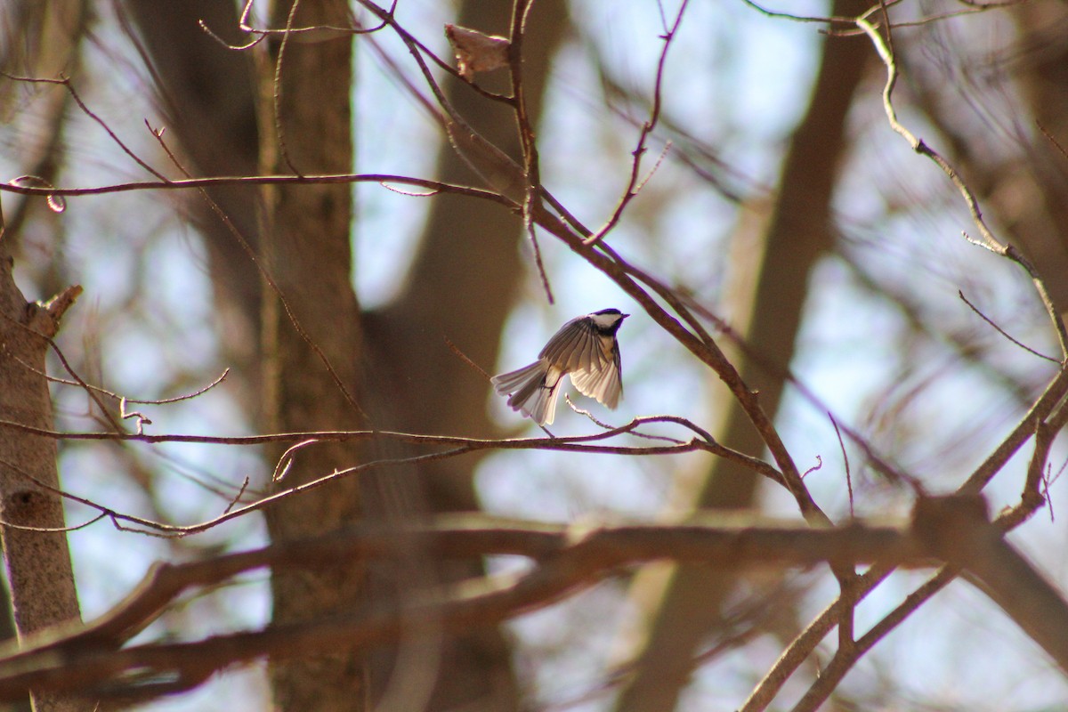 Black-capped Chickadee - ML616045999