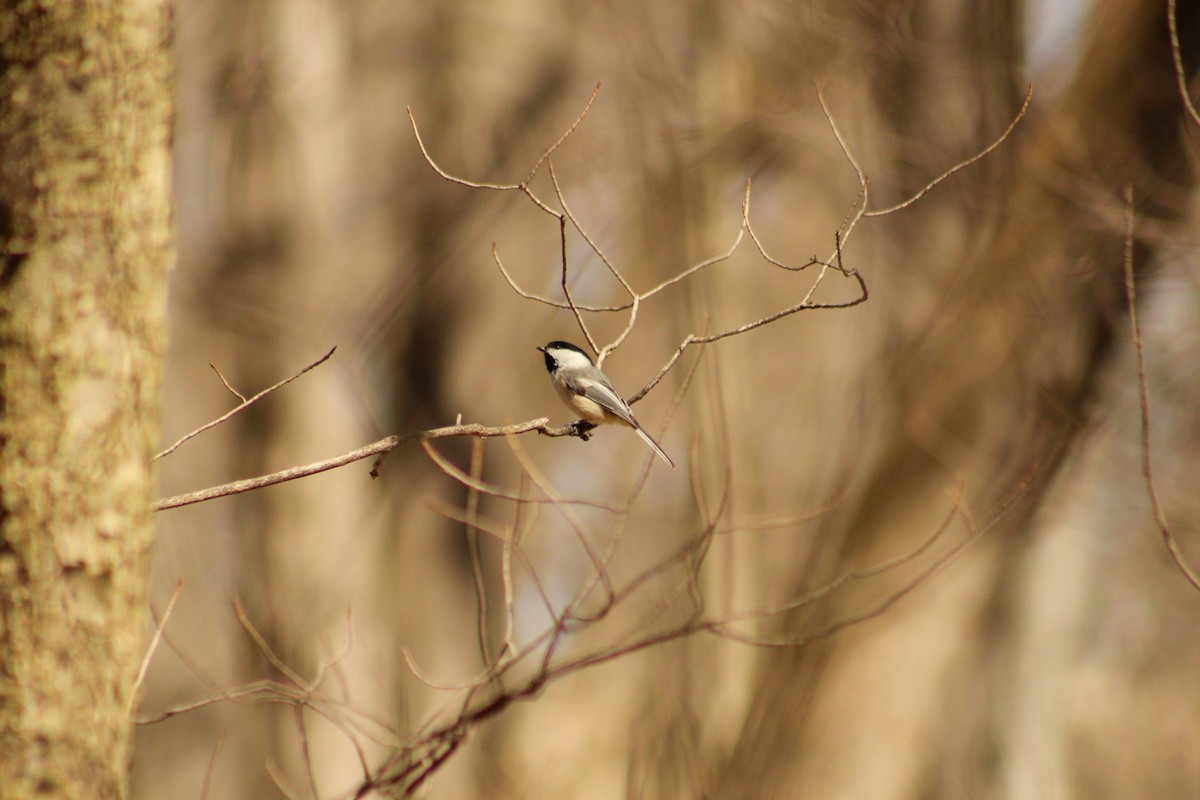 Black-capped Chickadee - ML616046002