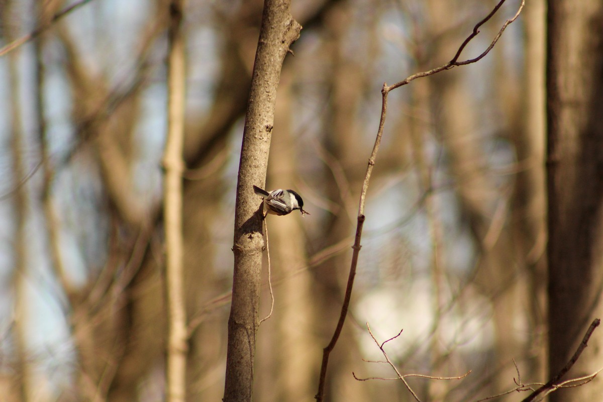 Black-capped Chickadee - ML616046006