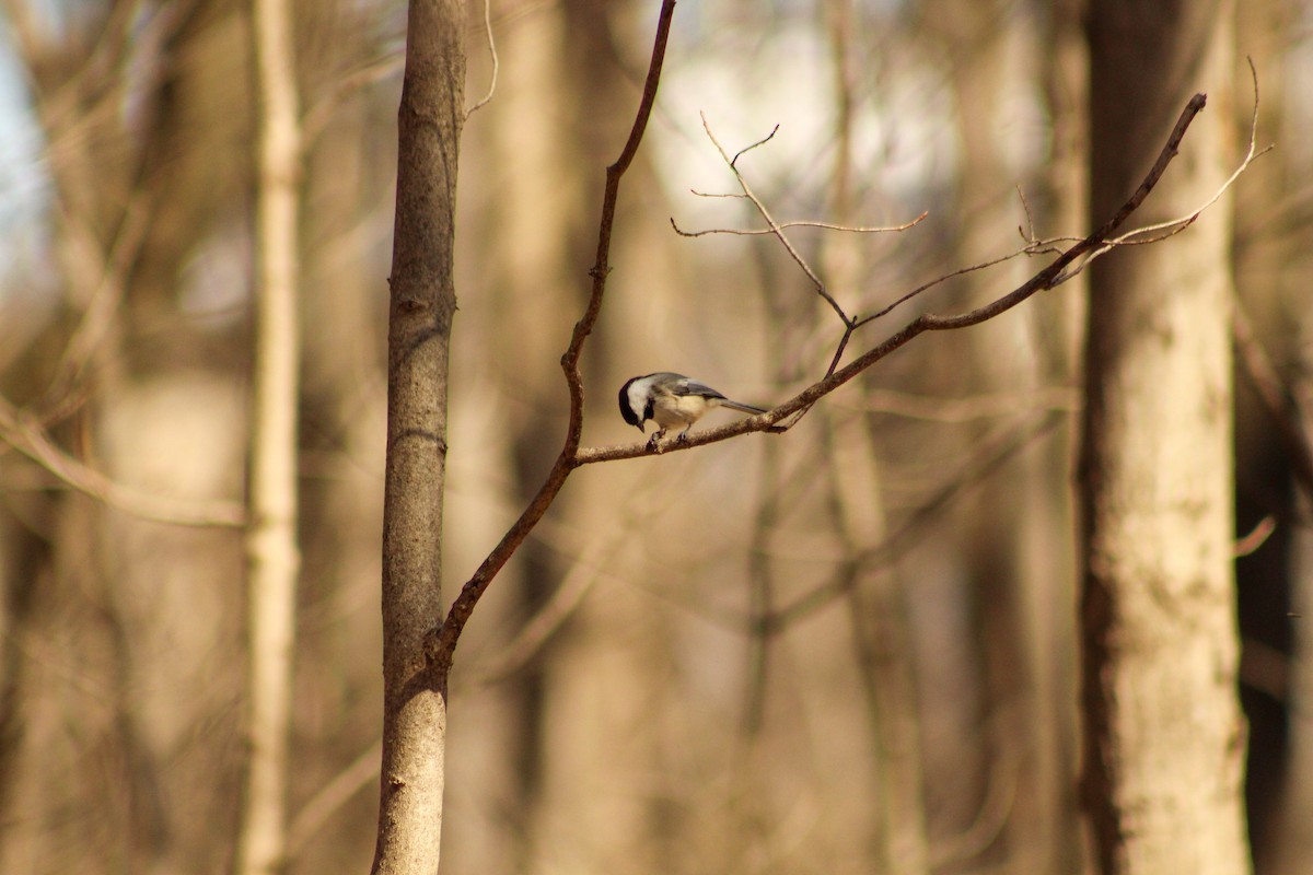 Black-capped Chickadee - ML616046016