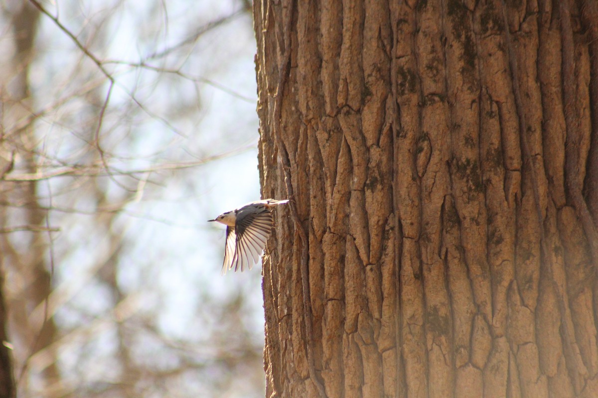 White-breasted Nuthatch - ML616046030