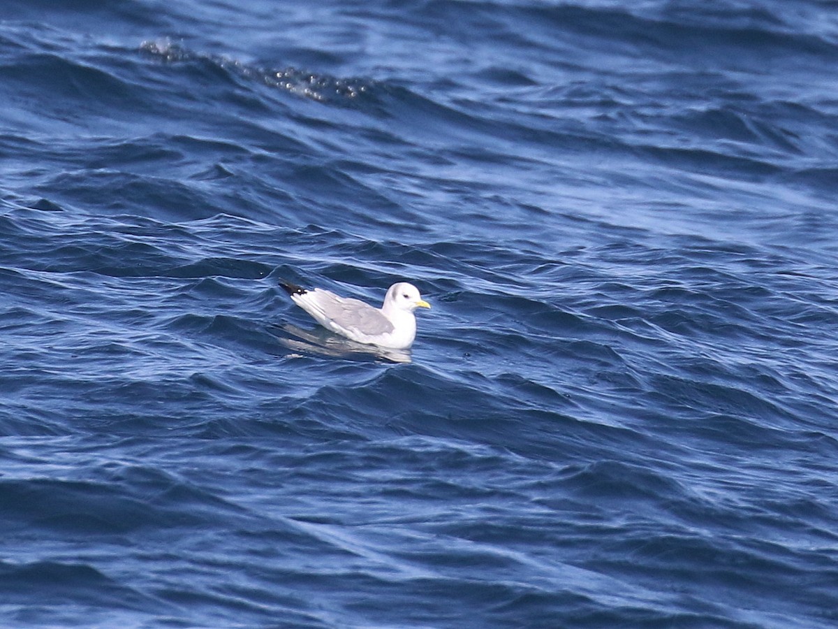 Mouette tridactyle - ML616046042