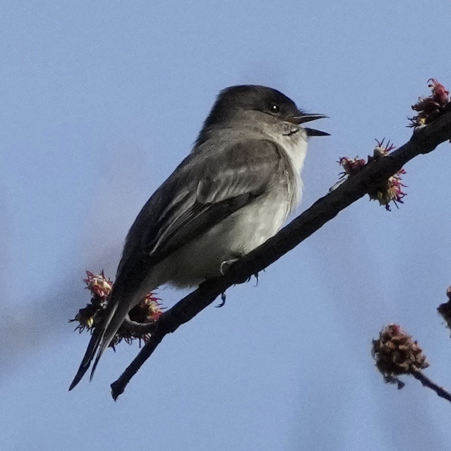 Eastern Phoebe - ML616046065