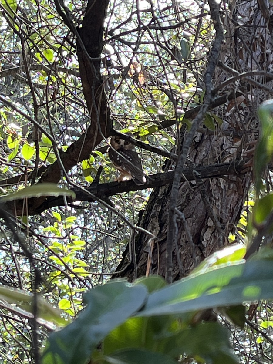 Northern Saw-whet Owl - ML616046066