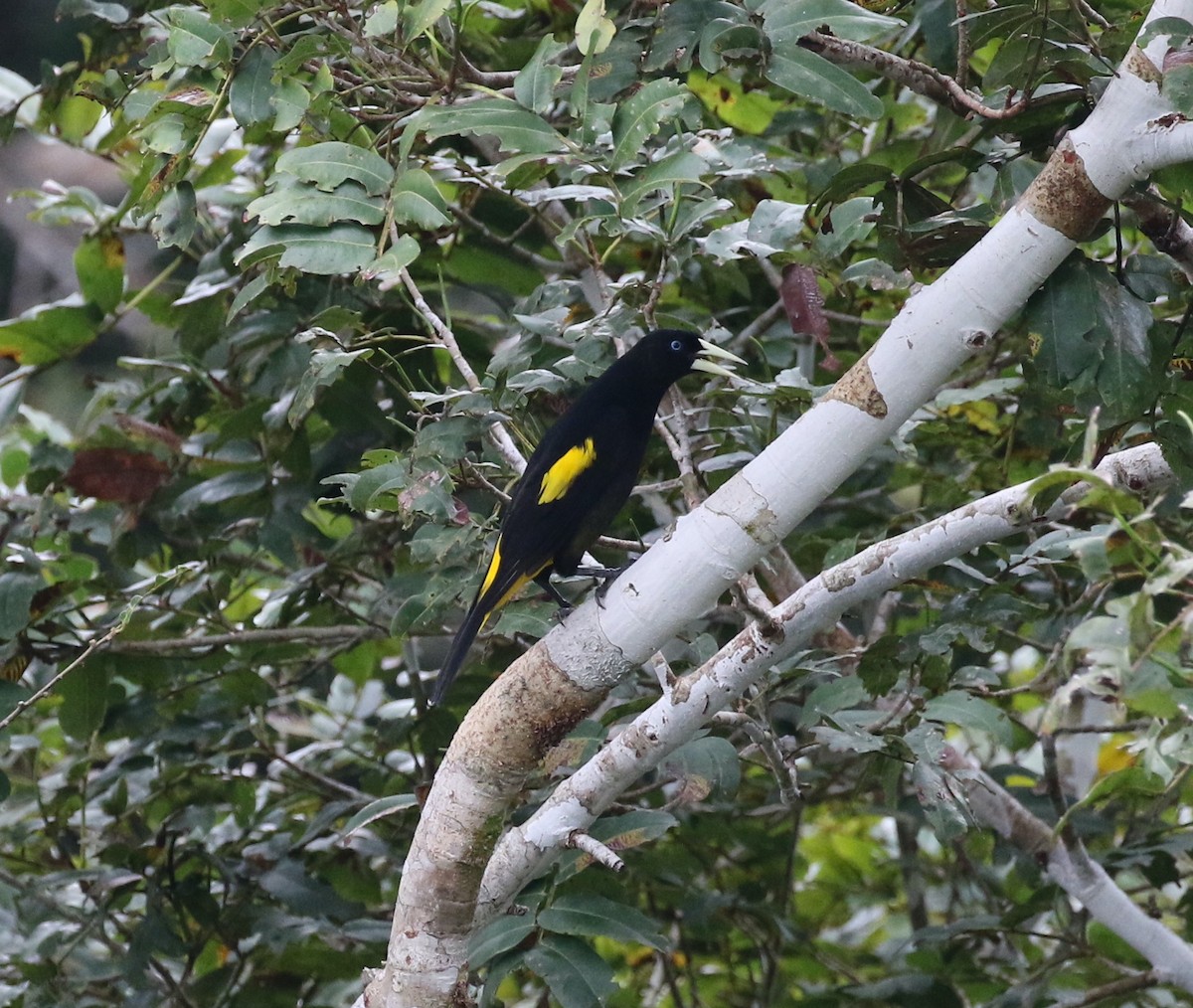 Yellow-rumped Cacique (Amazonian) - ML616046078