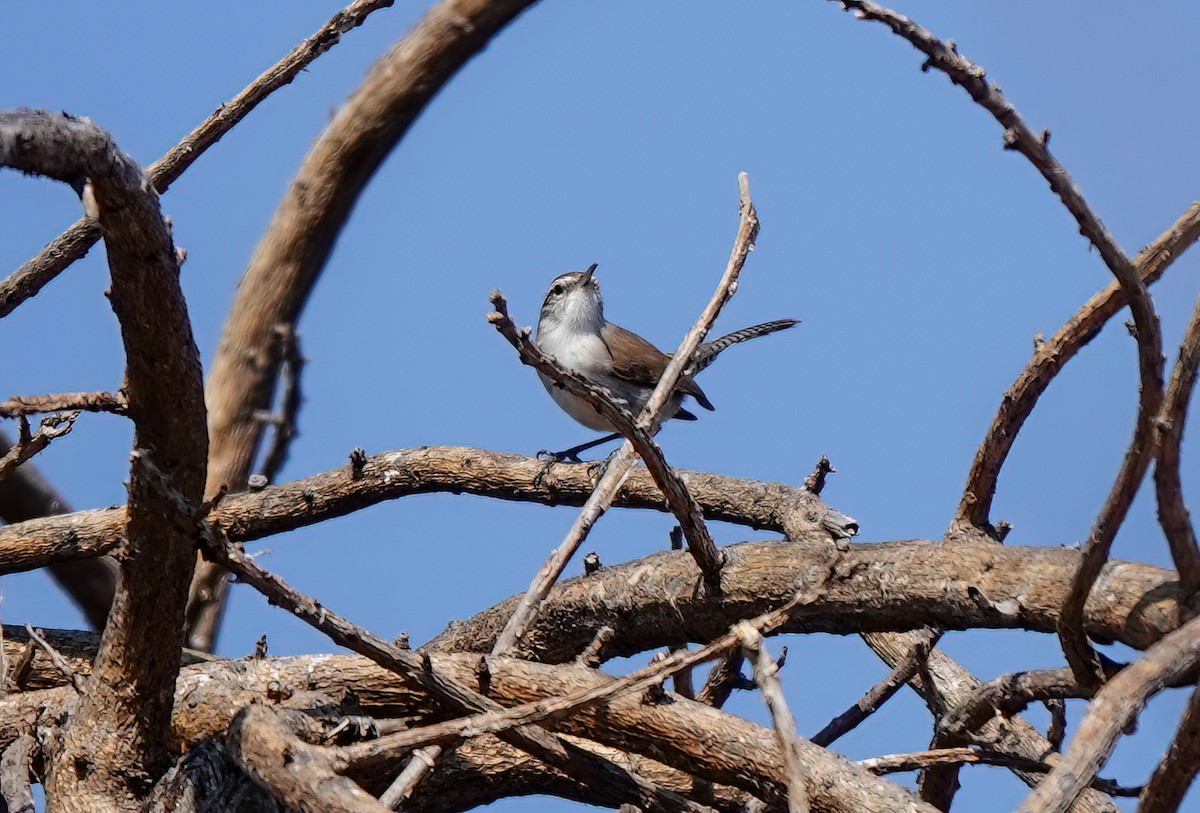 Bewick's Wren - ML616046123