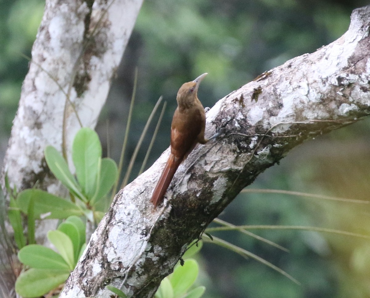 Cinnamon-throated Woodcreeper - Andrew Vallely