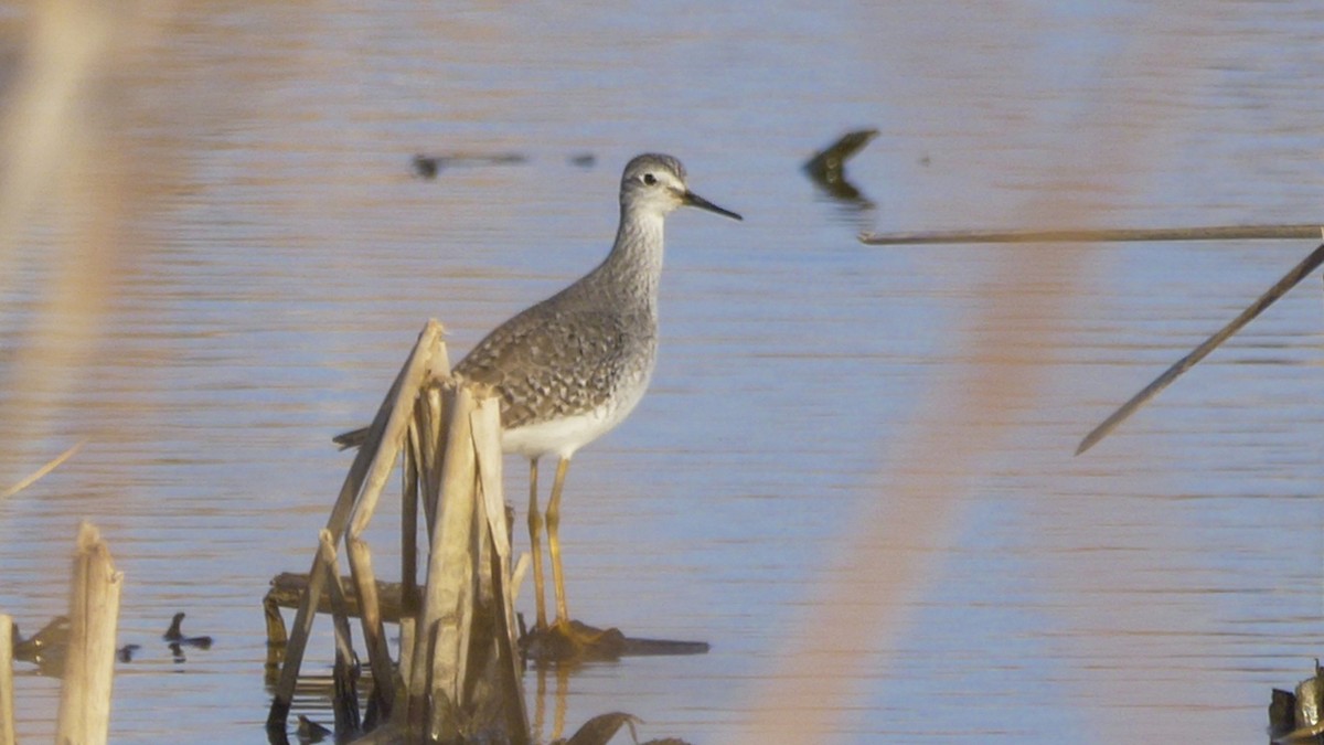 Lesser Yellowlegs - Mayca Martí