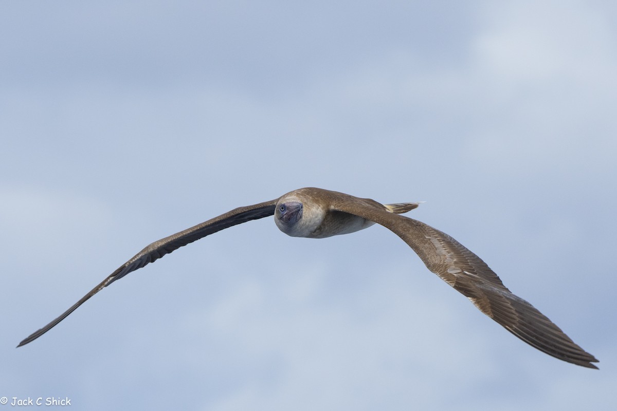 Red-footed Booby (Eastern Pacific) - ML616046307